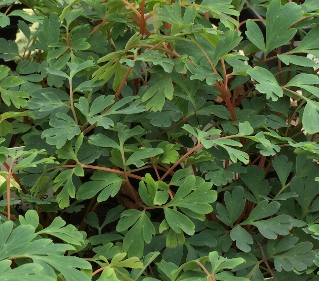 Corydalis curviflora 'Blue Heron'  PBR